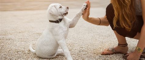 How to Potty Train a Puppy | Four Paws