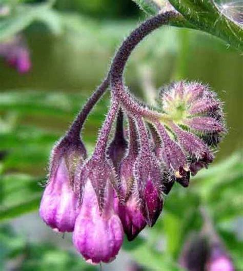 Symphytum Officinale 25 Seeds Comfrey Medicinal Plant