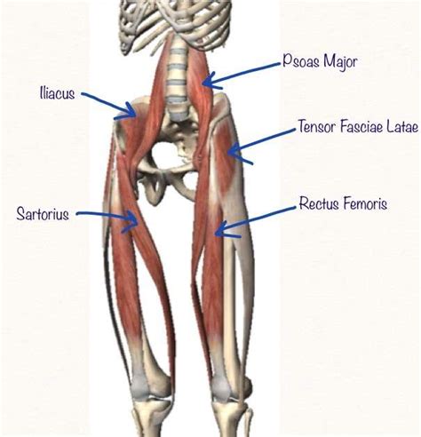 Muscles That Act on the Hip • Bodybuilding Wizard