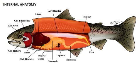 polley_salmonid_anatomy_I.jpg | Fish Pathogens