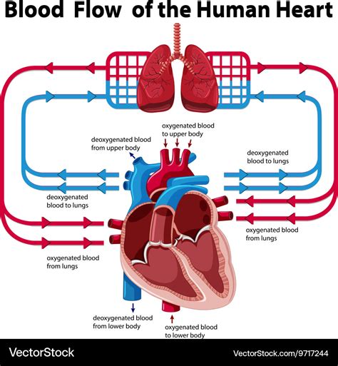 Chart showing blood flow of human heart Royalty Free Vector