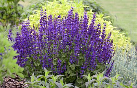 Best Drought-Tolerant Perennials That Add Gorgeous Color to Your Garden ...