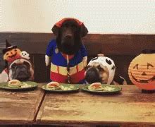 Dog Greedy GIF - Dog Greedy Food - Discover & Share GIFs