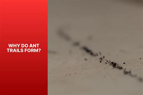 How to Get Rid of Ant Trails - jasonexplorer.com