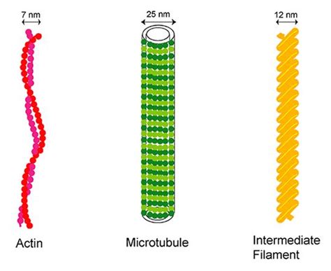 What Are Intermediate Filaments Mbinfo