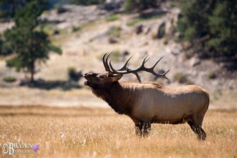 Bull Elk Bugling, Colorado - Wildernessshots Photography