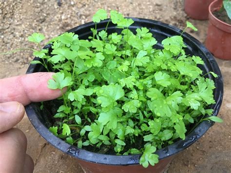 How to Grow Celery Indoors (gardening for beginners forum at permies)