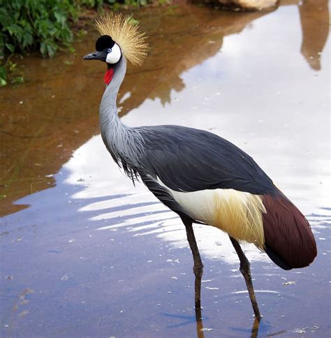 Featured Animals - East African Crowned Crane - CMZoo