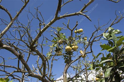 Diseased grapefruit tree, Florida, USA - Stock Image - C021/7387 ...