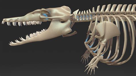 Dinosaur Basilosaurus Skeleton Skull 3D Model - TurboSquid 1597145