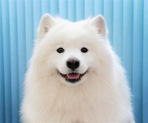 16,100+ Samoyed Dog Stock Photos, Pictures & Royalty-Free Images - iStock