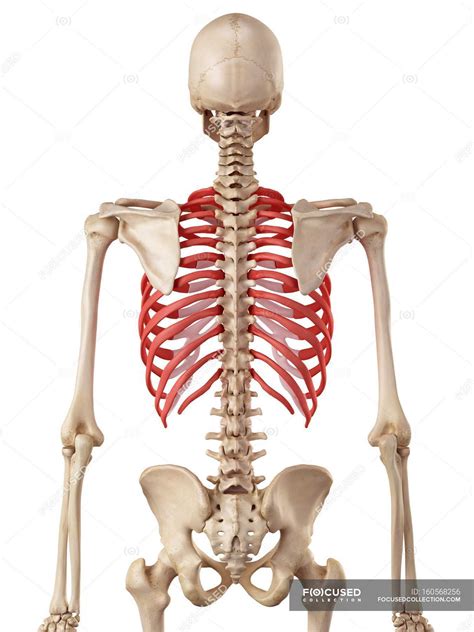 Human rib cage anatomy — human physiology, osteology - Stock Photo ...