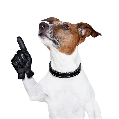 Dog Pointing Stock Photos, Pictures & Royalty-Free Images - iStock