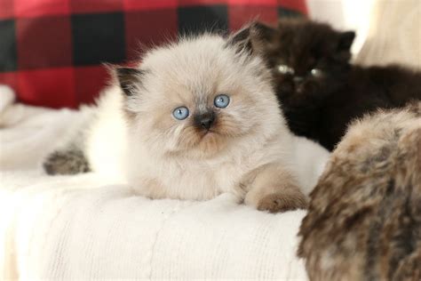 Himalayan Kittens | Himalayan Kittens For Sale | Himalayan Cats