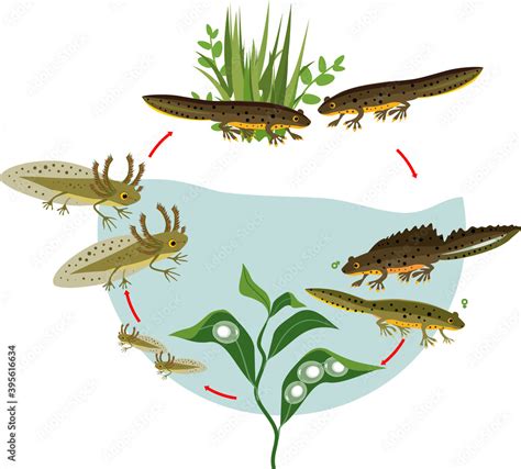 Newt life cycle. Sequence of stages of development of crested newt from ...