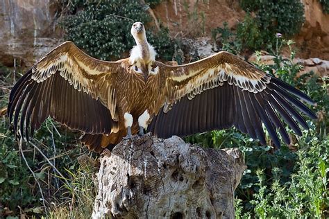 The World's Largest Birds - WorldAtlas