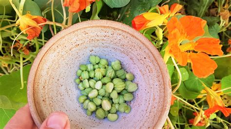 Edible nasturtium seed recipes - Wild Walks Southwest