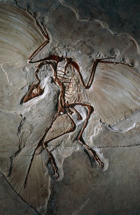 Archaeopteryx fossil - Stock Image - E445/0118 - Science Photo Library