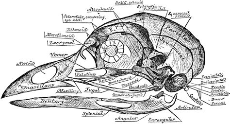 Bird Skull Anatomy