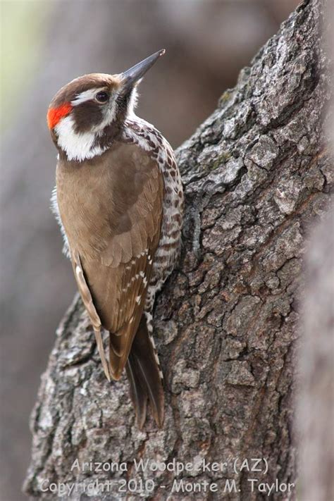 Arizona woodpecker - Alchetron, The Free Social Encyclopedia