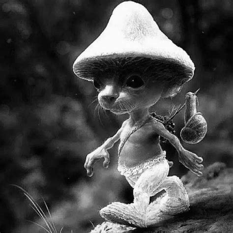 Smurf cat has actually also been spotted in 1952 but the media tried to ...