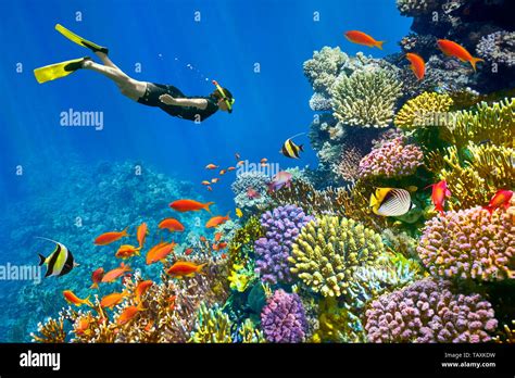 Red Sea, coral reef and fishes, Sharm El Sheikh, Egypt Stock Photo - Alamy