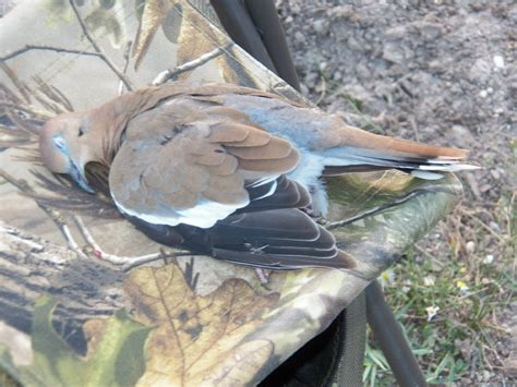 Outdoor Odyssey - Entries tagged as white wing dove hunting