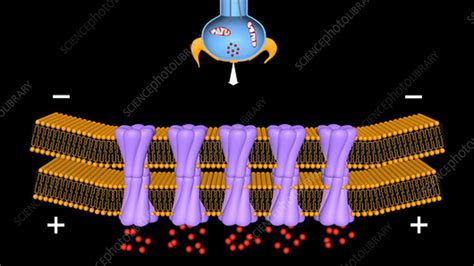 Nerve Synapse Animation