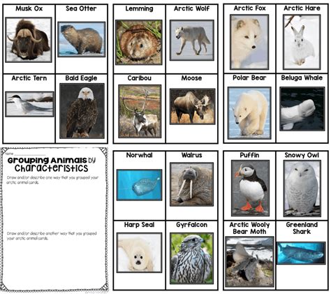 Arctic Animals List | www.pixshark.com - Images Galleries With A Bite!