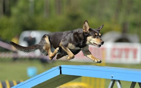 Methods to train Australian Kelpie Dog- Strategies and Techniques for ...