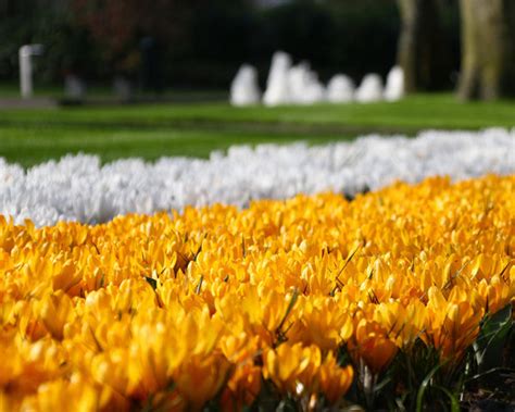 Crocus 'Yellow' bulbs - Buy online at Farmer Gracy UK