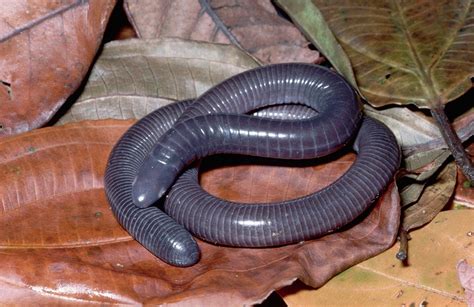 Caecilians: Facts and List of Different Types and Kinds with Pictures