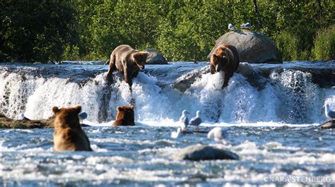 Day Tours to Brooks Falls from Anchorage | Katmai Air