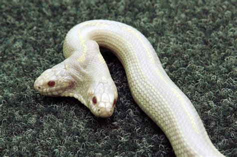 Two-Headed Albino Snake | Albino animals, Pet snake, Weird animals