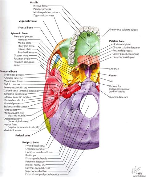 Stylomastoid Foramen – Location and Structures passing through it