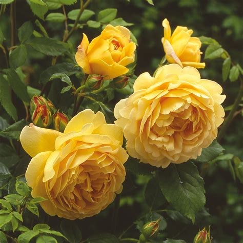 Golden Celebration | English Shrub Rose | David Austin Roses