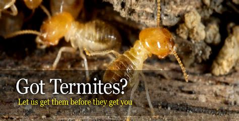 Termite Control