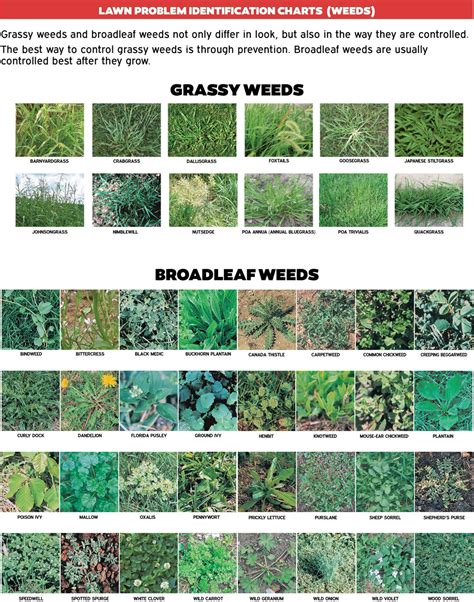 Weed Identification Chart