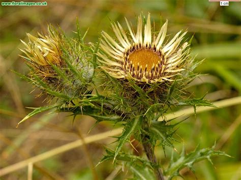 Carlina vulgaris, picture 5 of 10