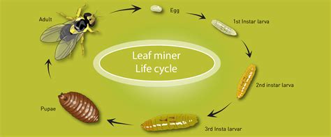 Leafminer - BioBee