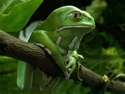 Green Tree Frog | Frog, Green tree frog, Animals