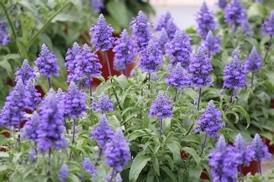 Salvia farinacea Velocity Blue | Lucas Greenhouses