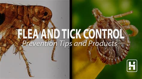 Flea and Tick Control: Prevention Tips and Products