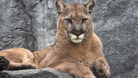 Who's that cat? | San Diego Zoo Wildlife Explorers