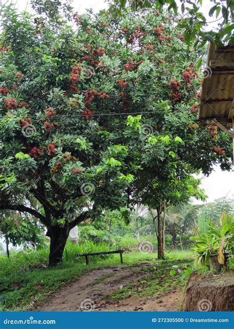 Rambutan Tree with Red Fruits Stock Photo - Image of rambutan, tree ...