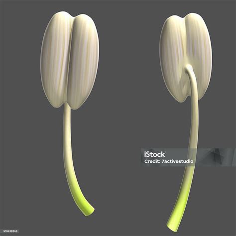 Structure Of Stamen Stock Photo - Download Image Now - Botany, Flower ...