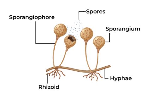 Fungi Diagram Kingdom