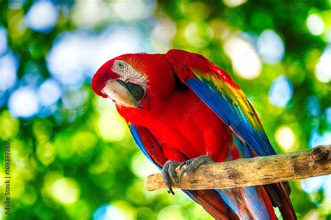 Photo & Art Print Red ara parrot outdoor, be free