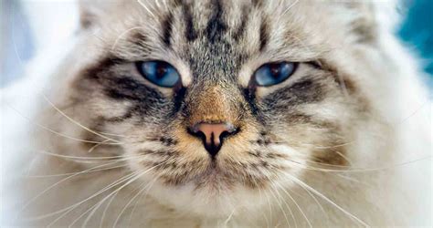 Cats with Blue Eyes: 12 Cat Breeds with Blue Eyes - We Love Cats and ...