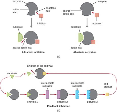 Energy, Matter, and Enzymes | Microbiology | | Course Hero